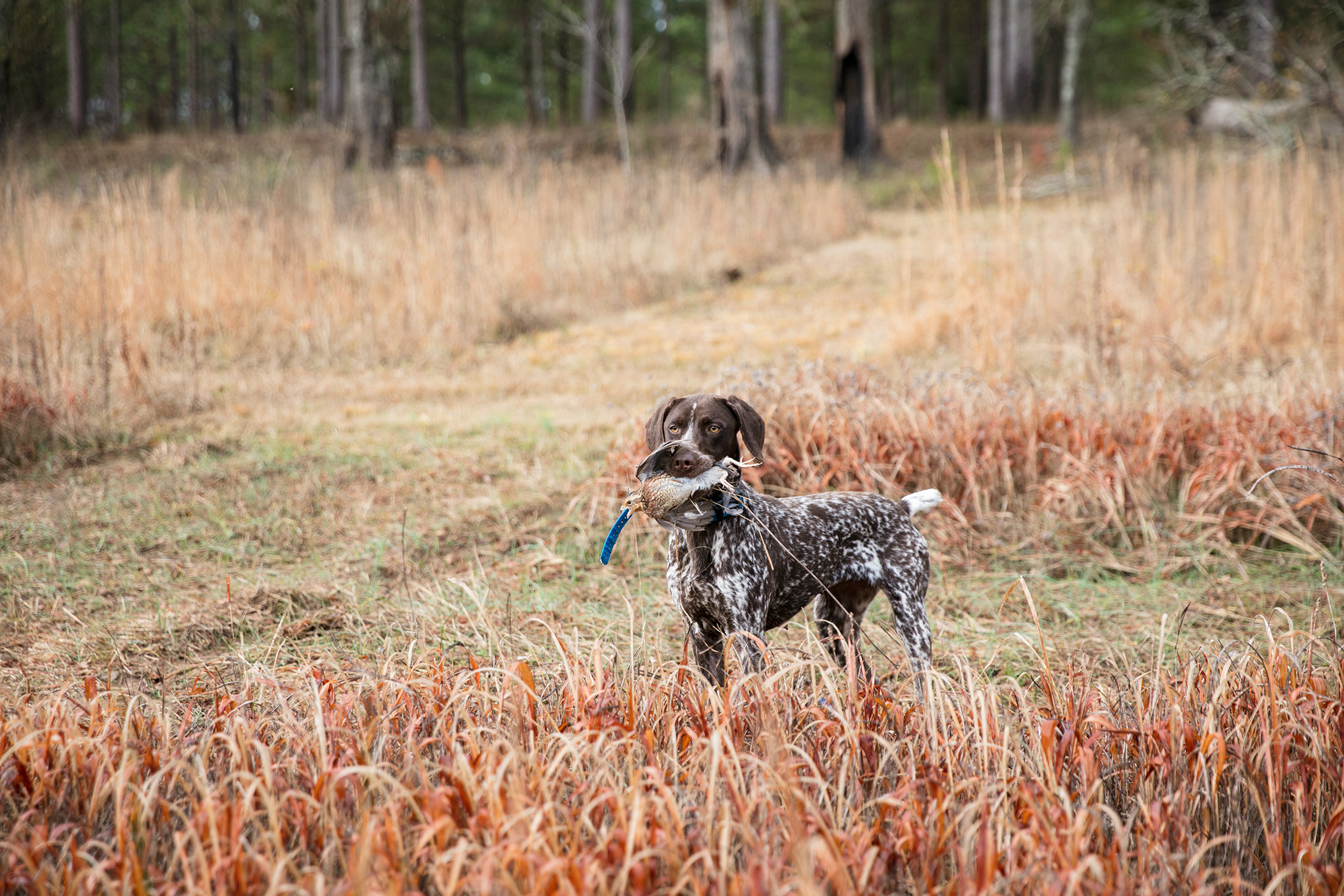 Hunting - SELWOOD FARM